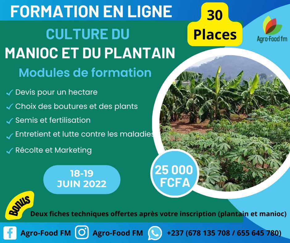 business plan pour un hectare de manioc