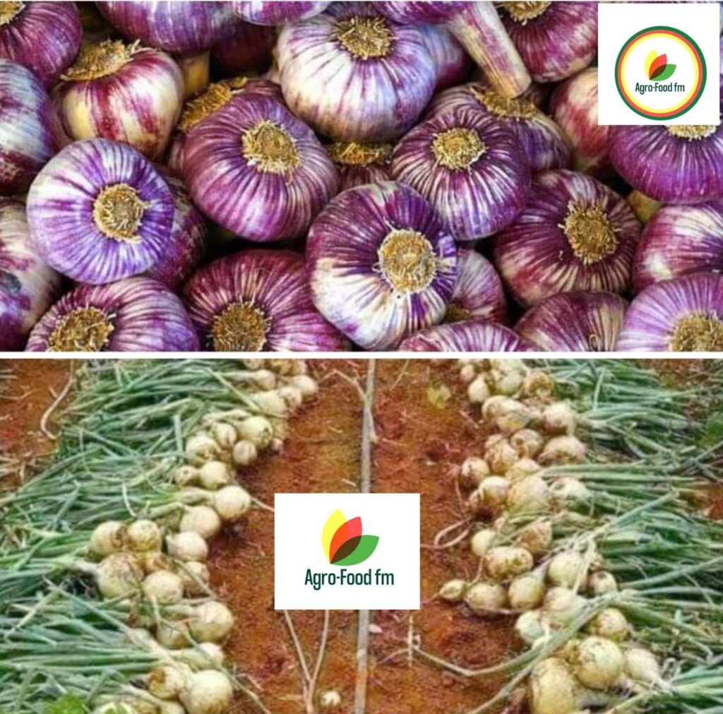  succeed garlic cultivation