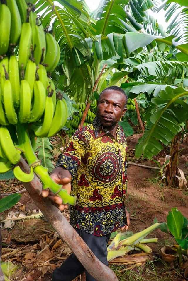 MISTAKES IN PLANTAIN FARMING