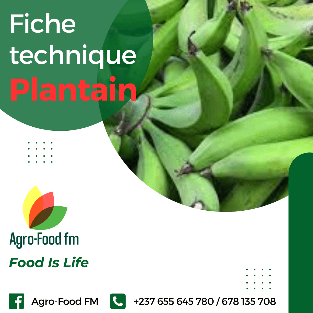 Fiche technique plantain