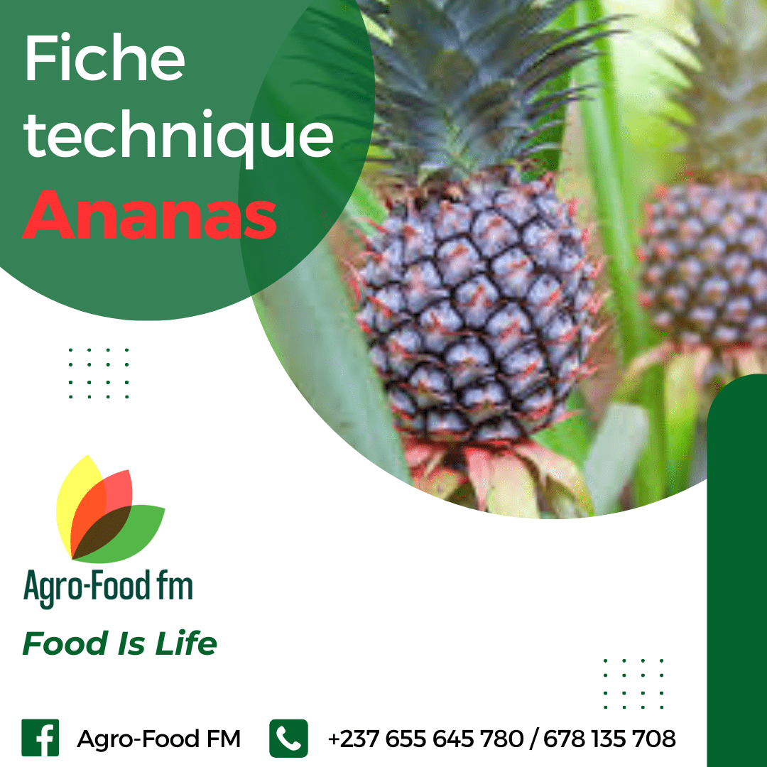 Fiche technique ananas