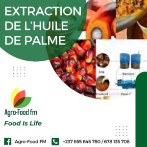 EXTRACTION DE L’HUILE DE PALME