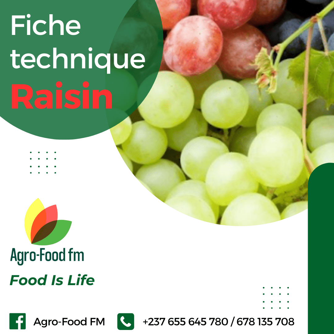 Fiche technique raisin