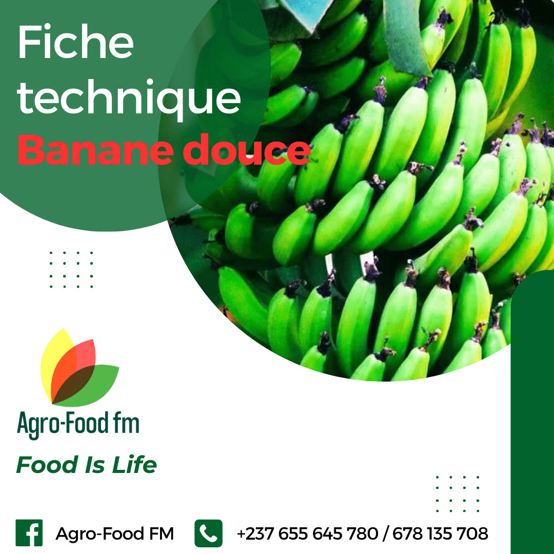 Fiche technique banane